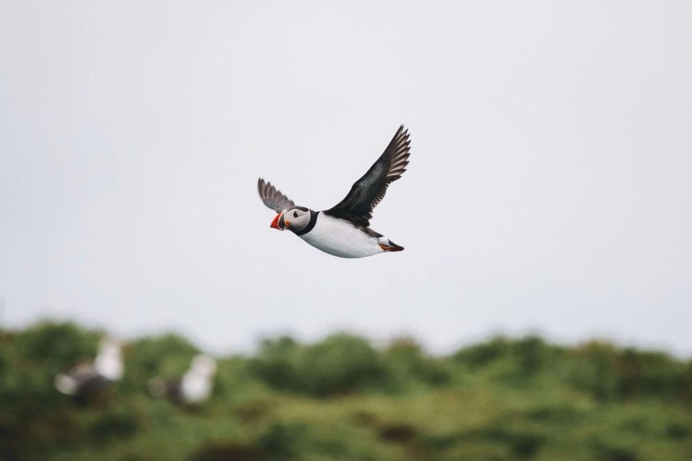 The Icelandic Puffin
