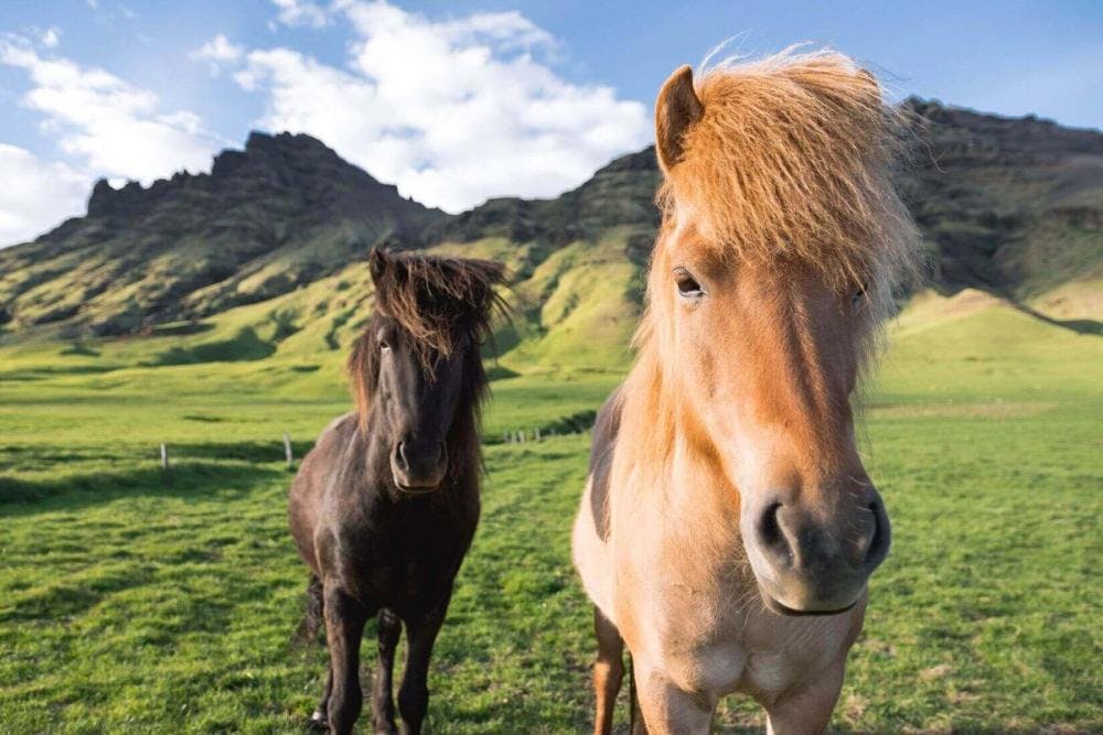 Horse Riding Iceland