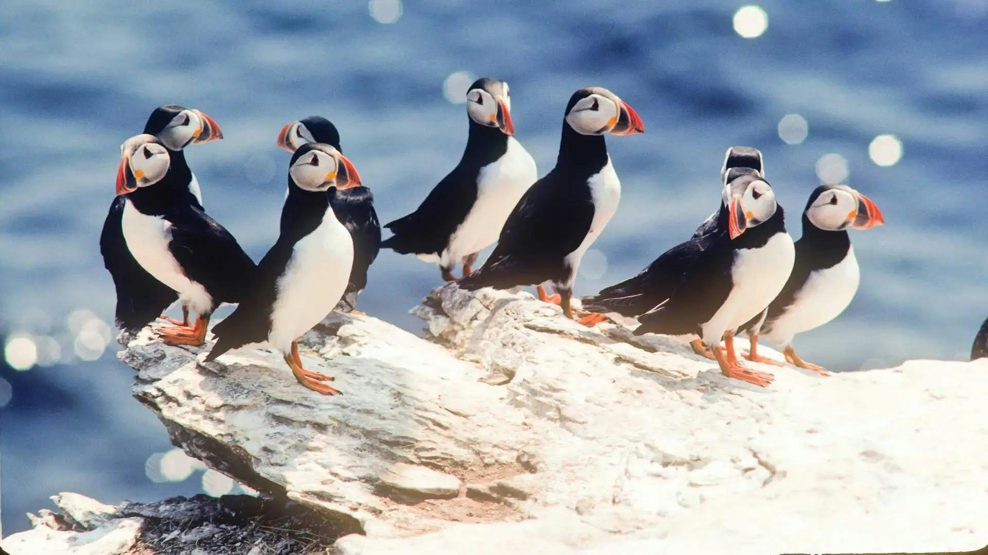 puffins in iceland during summer