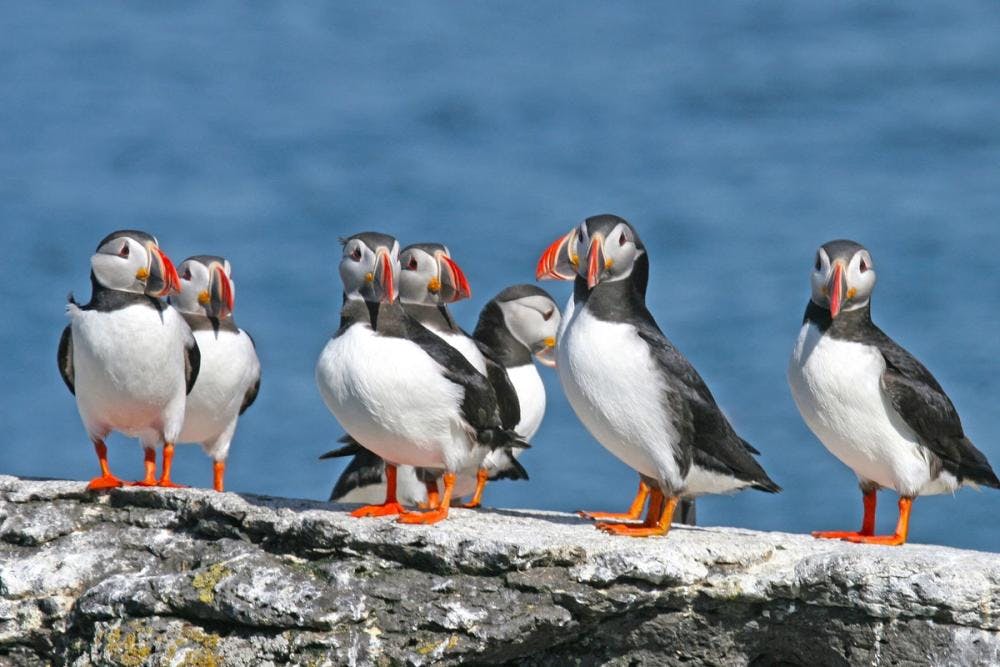 CLASSIC PUFFIN TOUR FROM REYKJAVÍK