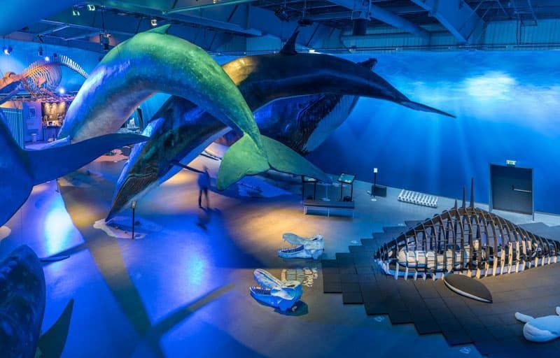 Whales of Iceland museum