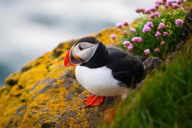 CLASSIC PUFFIN TOUR FROM REYKJAVÍK