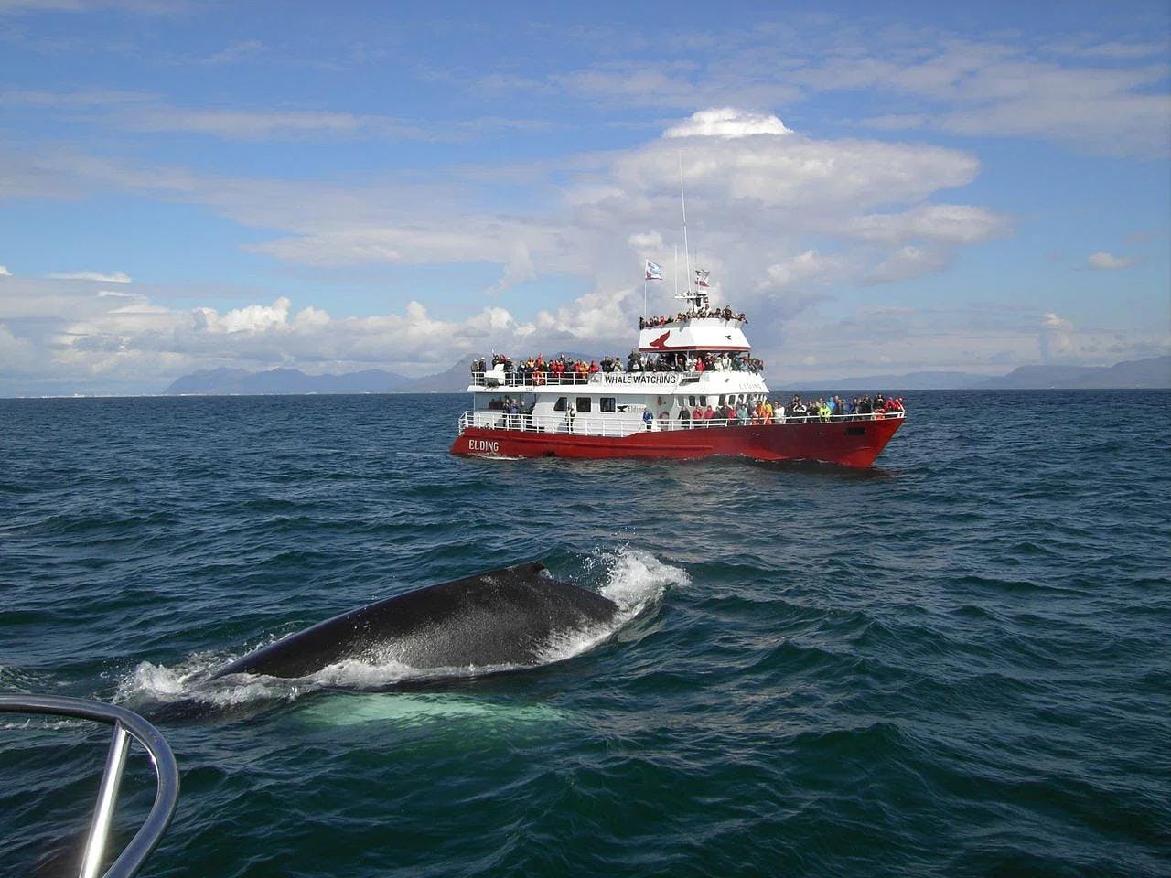 Whale watching in Reykjavik