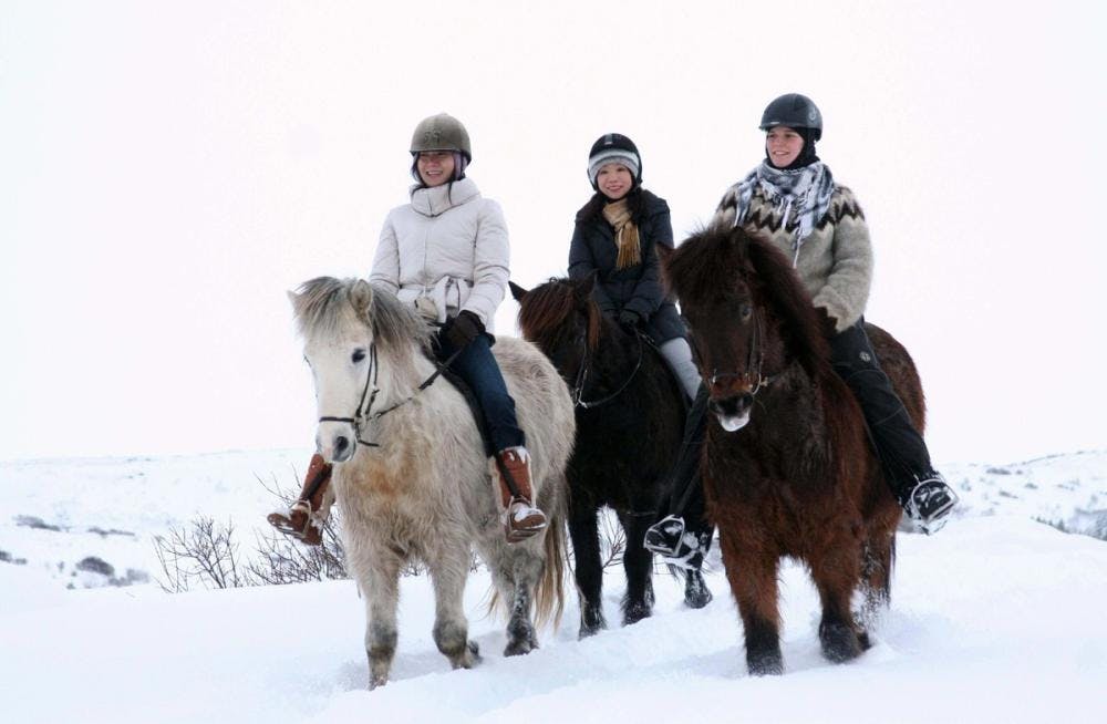 BEST HORSE RIDING TOUR IN ICELAND