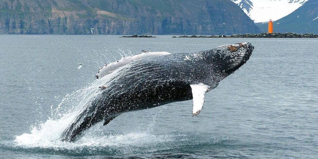whale watching in iceland