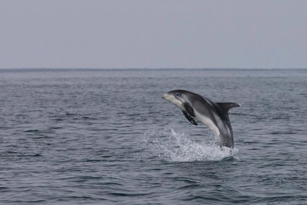 Dolphin sighting in Iceland