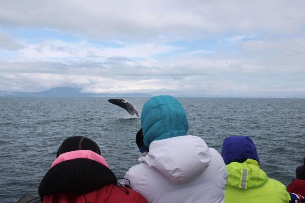 Mink Whale Sighting in Iceland