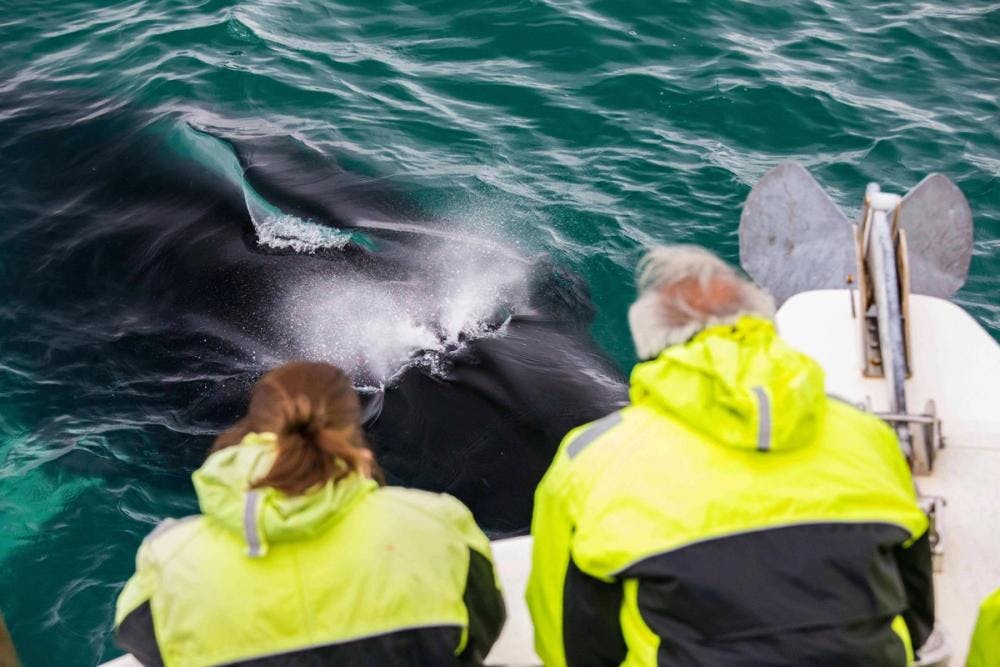 Whale Watching Tour in Iceland